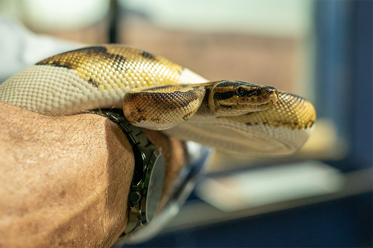 Cobra. As características das cobras e serpentes peçonhentas