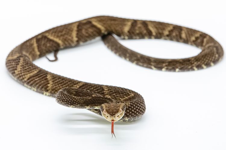 Espécime de serpente jararaca