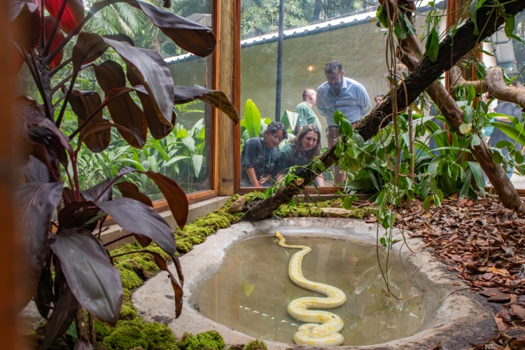 Público observando a Monty Phyton em novo lar no Horto Oswaldo Cruz