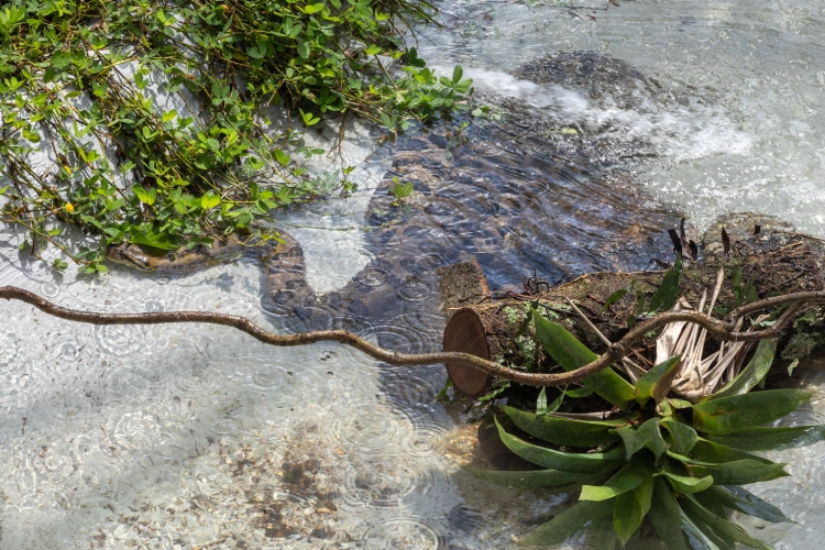 Sucuri aproveita o novo habitat e se refresca na água
