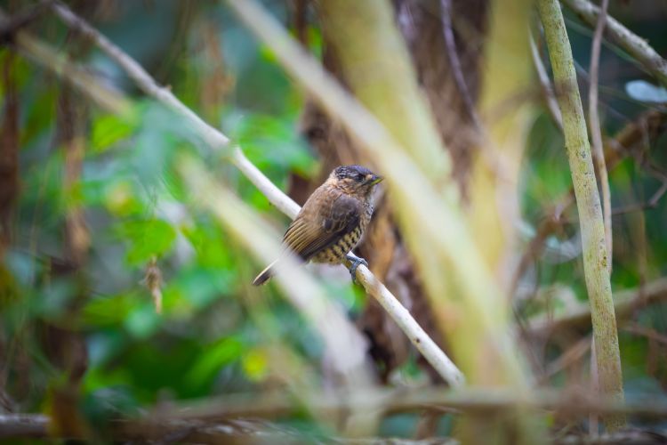 Imagem de passarinhos em ambiente de mata